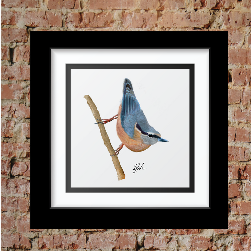 Sammy's Nuthatch Print