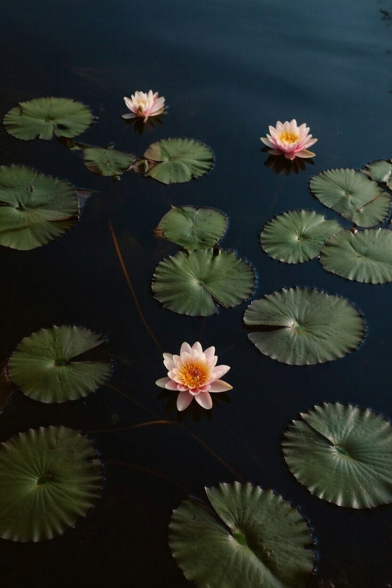Phoebus Water Lily - Pond Plants - SW07