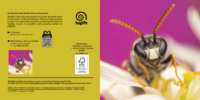 Buglife Masked Bee Photographic Greeting Card