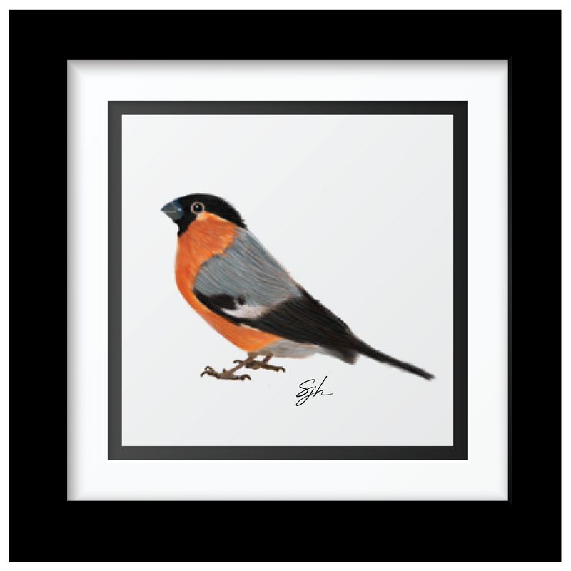 Sammy's Bullfinch Art Print