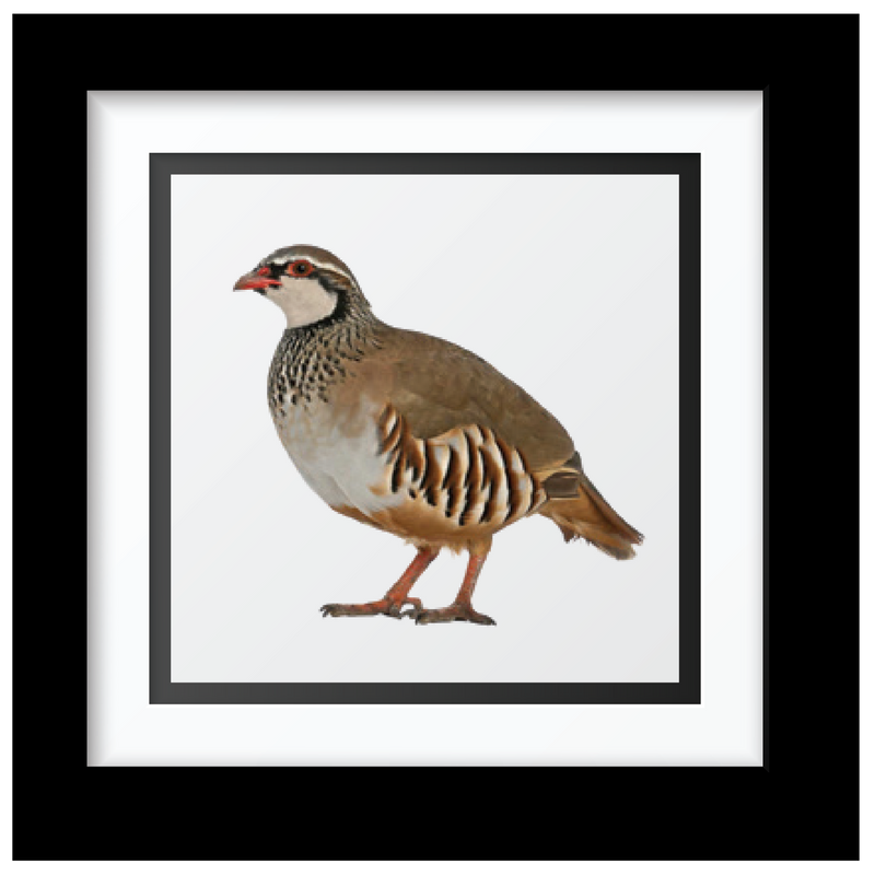 Sammy's Grouse Fine Art Print