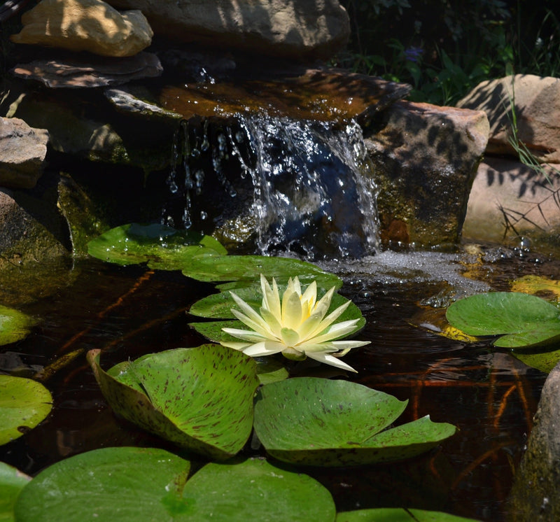 Texas Dawn Water Lily - Pond Plants - MW26