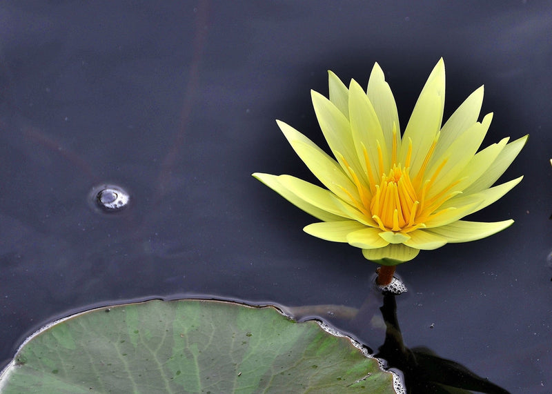 Texas Dawn Water Lily - Pond Plants - MW26