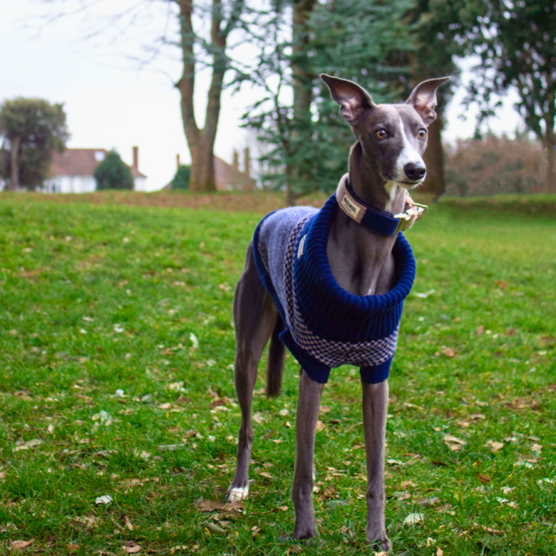 Navy Dog Jumper In Merino Lambswool