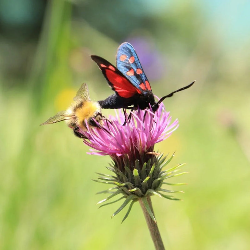 Meadowmania Bees and Butterflies Wildflower Seed Pouch
