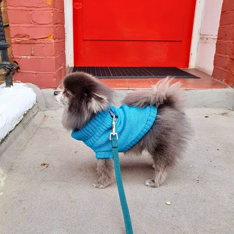 Cerulean Blue British Wool Dog Jumper
