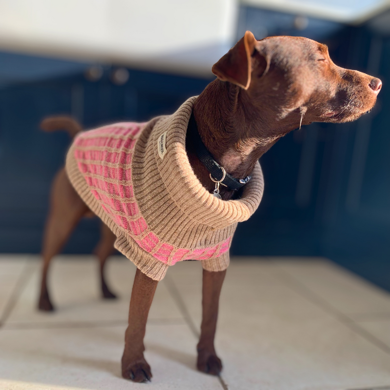 Purple Dog Jumper in Pure Merino Lambswool