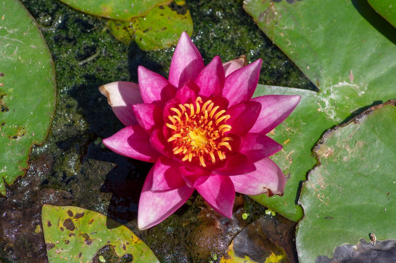 Vesuve Water Lily - Pond Plants - LW25