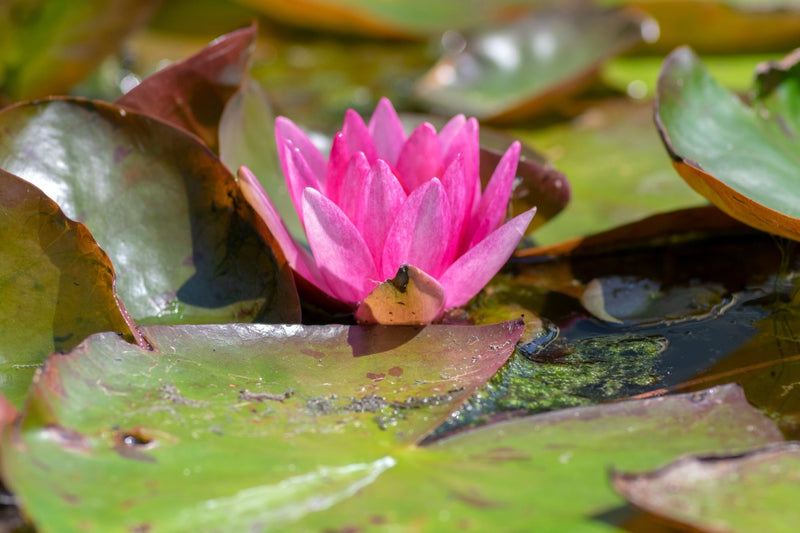 Vesuve Water Lily - Pond Plants - LW25