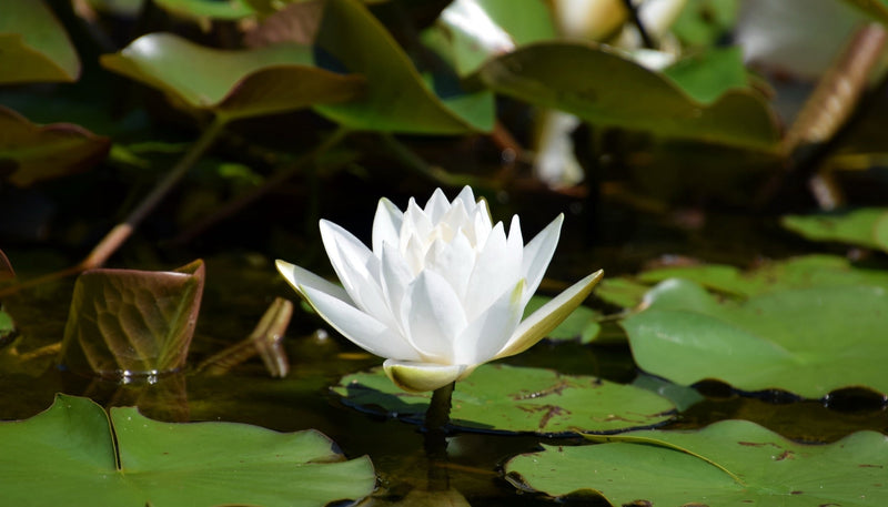Virginia Water Lily - Pond Plants - LW26