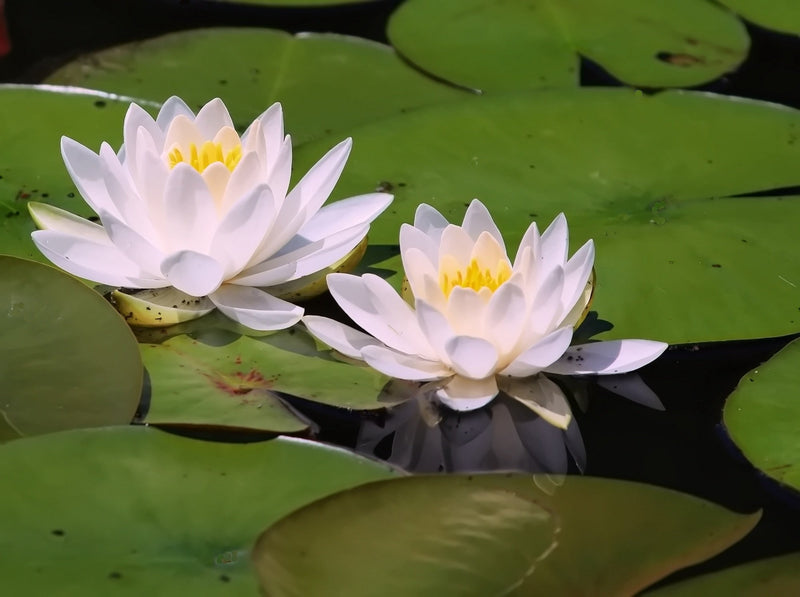 Virginia Water Lily - Pond Plants - LW26