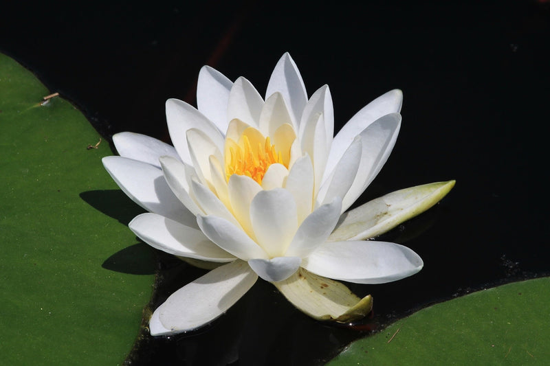Virginia Water Lily - Pond Plants - LW26