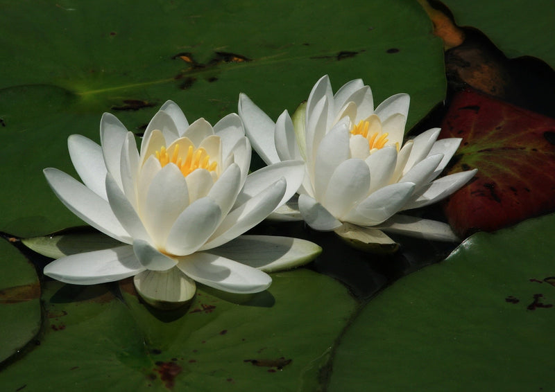 Virginia Water Lily - Pond Plants - LW26