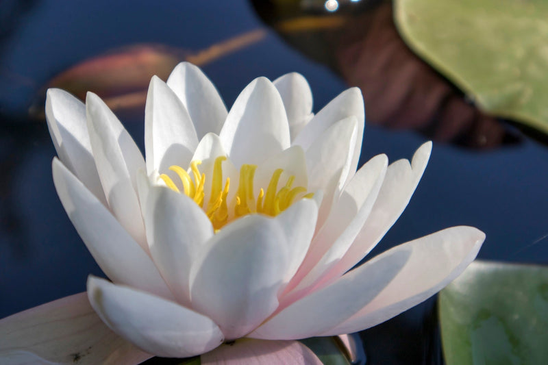 Virganilis Water Lily - Pond Plants - MW28
