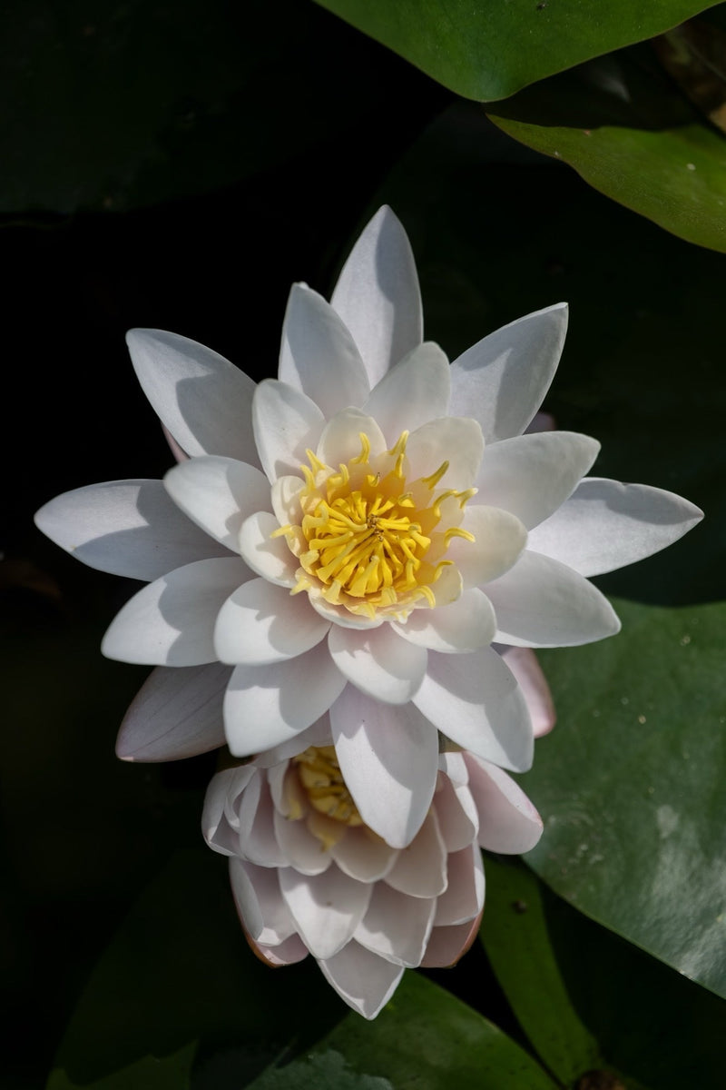 Virganilis Water Lily - Pond Plants - MW28
