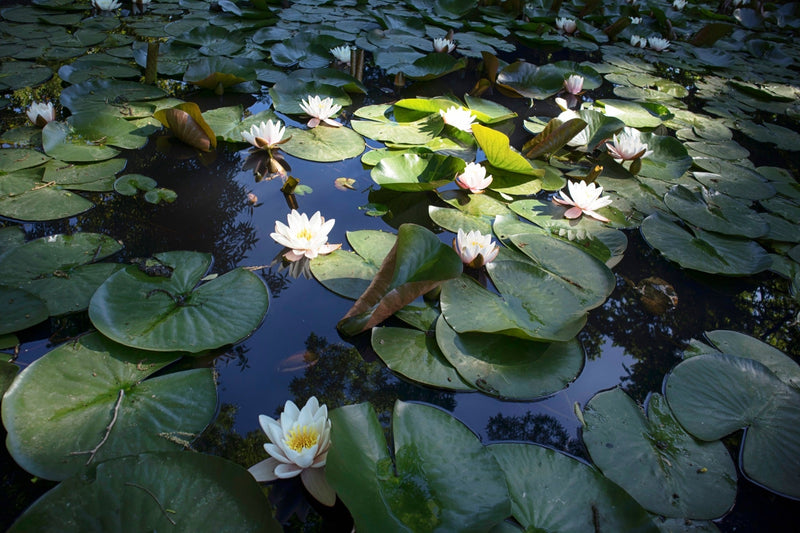 Virganilis Water Lily - Pond Plants - MW28