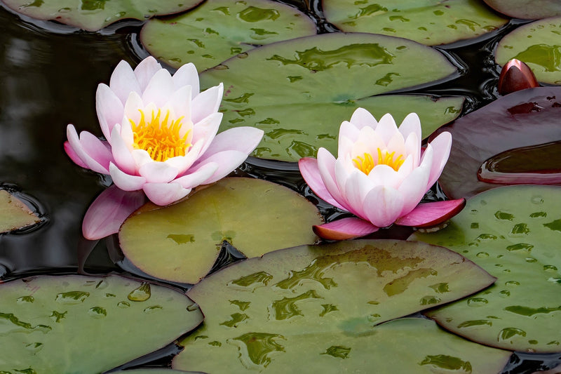 WB Shaw Water Lily - Pond Plants - MW29