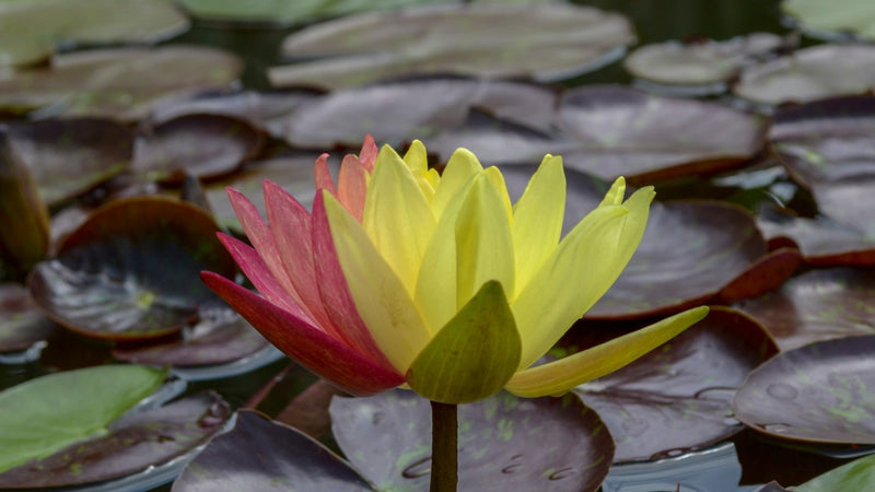 Wanvisa Water Lily - Pond Plants - LW27