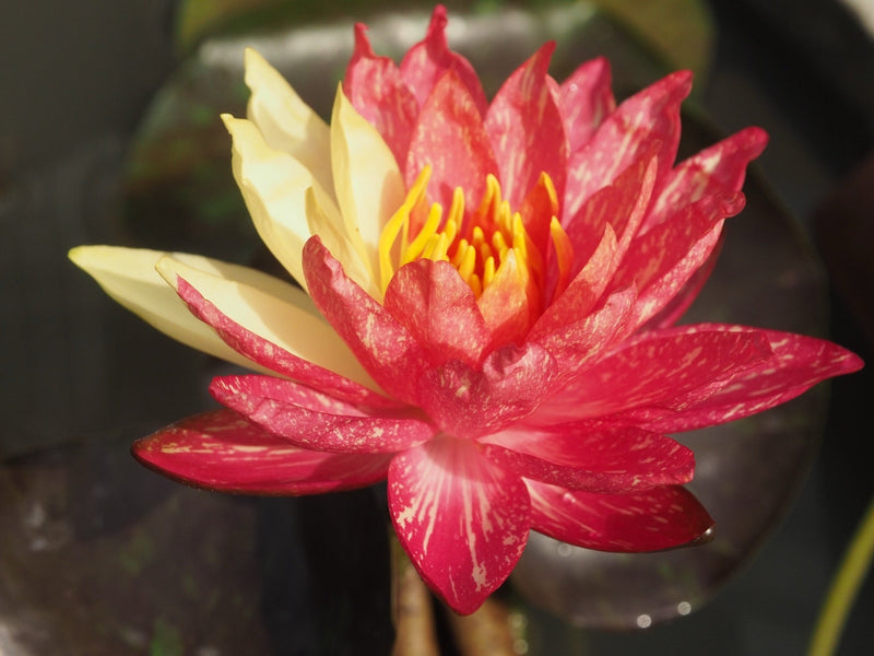 Wanvisa Water Lily - Pond Plants - LW27