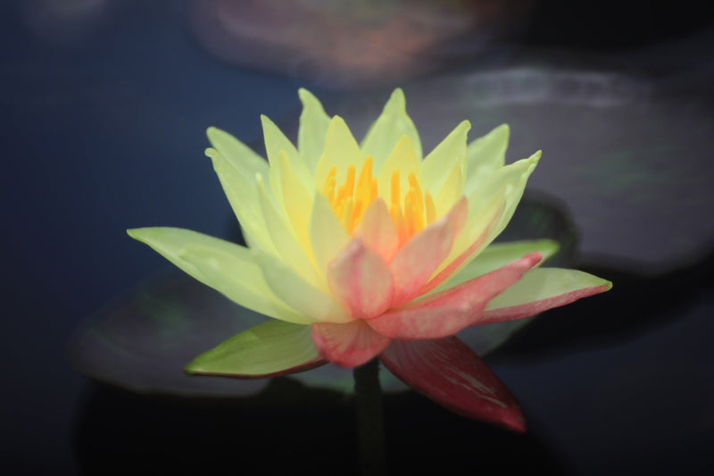 Wanvisa Water Lily - Pond Plants - LW27