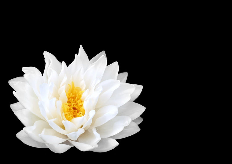 White Gladstoniana Water Lily - Pond Plants - VLW05