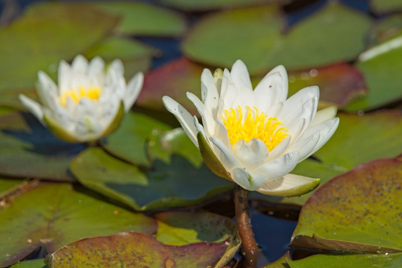 White Gladstoniana Water Lily - Pond Plants - VLW05