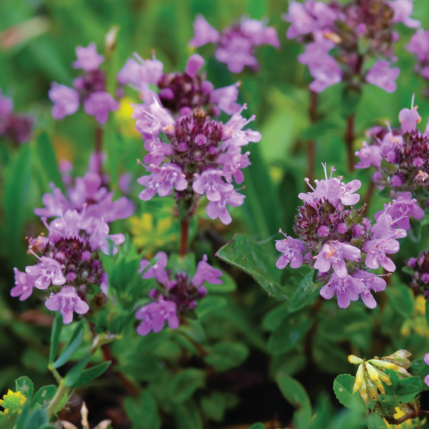 Butterfly Wildflower Plant Collection Plug Plants