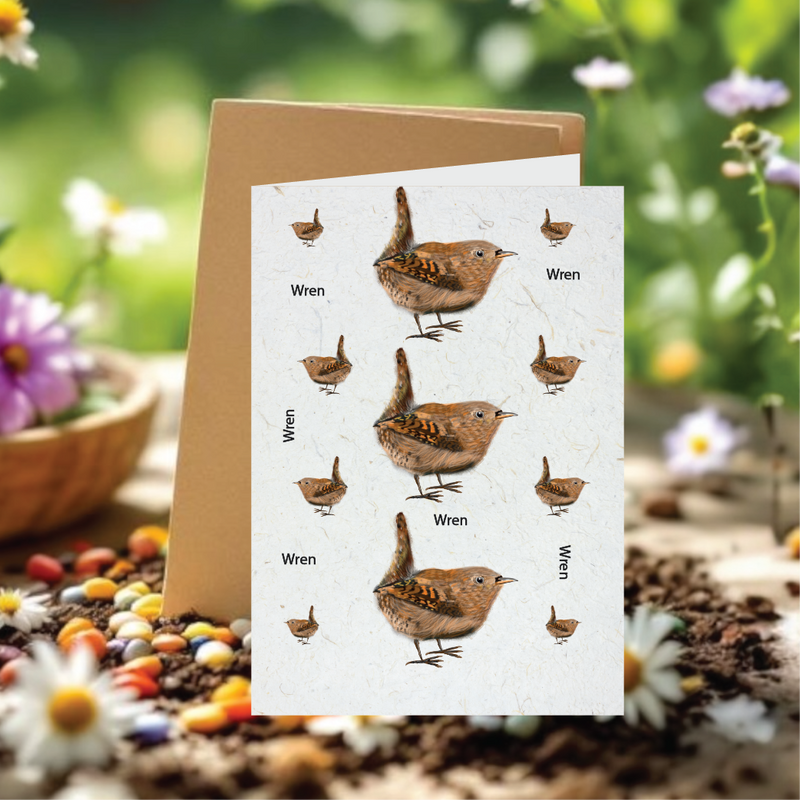 Sammy's Wren Seed Cards