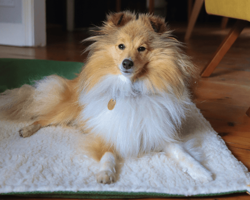 THE RICHMOND | LUXURY GREEN STONEWASHED & SHERPA REVERSIBLE DOG BLANKET