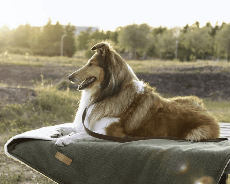THE RICHMOND | LUXURY GREEN STONEWASHED & SHERPA REVERSIBLE DOG BLANKET