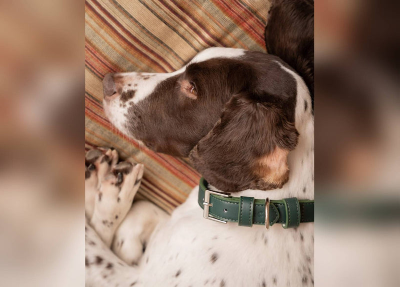 Green Leather Dog Collar