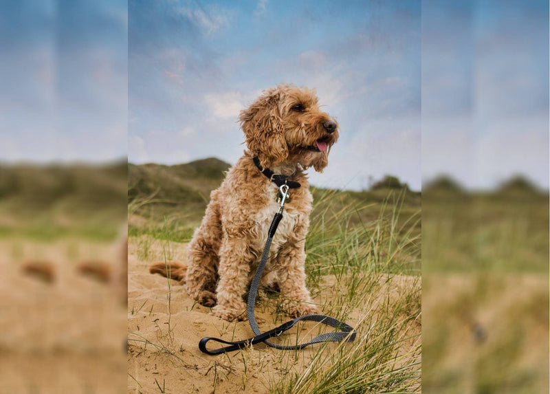 THE BALMORAL | LUXURY GREY HERRINGBONE & LEATHER DOG COLLAR
