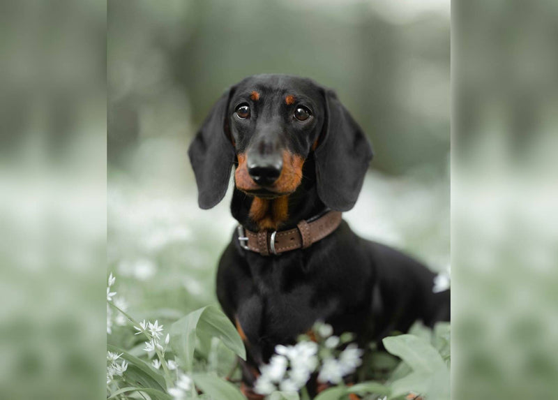 THE LINCOLN | LUXURY TWEED & LEATHER DOG COLLAR