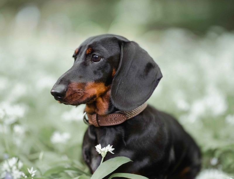 THE LINCOLN | LUXURY TWEED & LEATHER DOG COLLAR