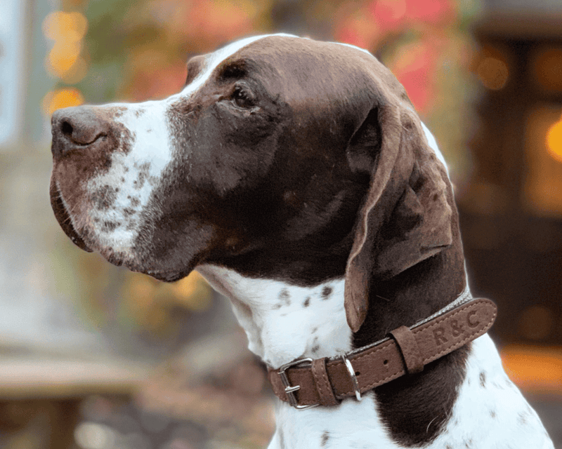 THE LINCOLN | LUXURY TWEED & LEATHER DOG COLLAR