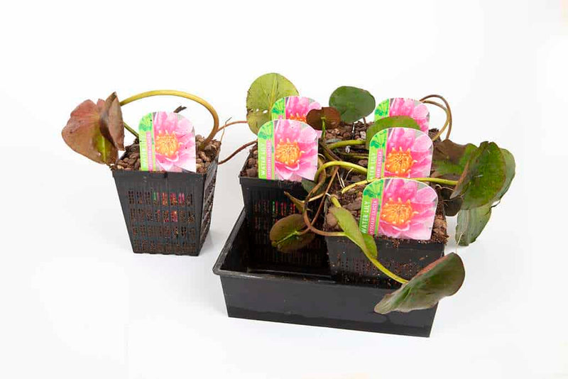 Phoebus Water Lily - Pond Plants - SW07