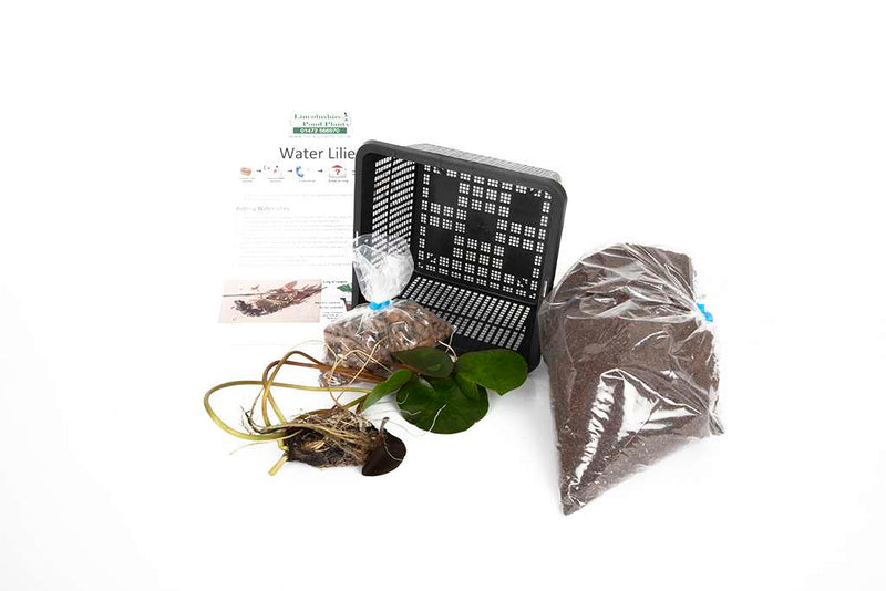 Princess Elizabeth Water Lily - Pond Plants - SW08
