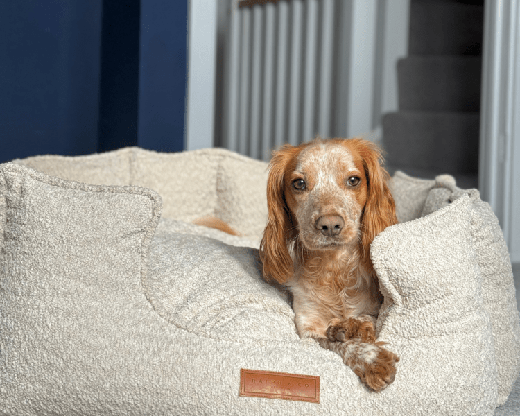 THE COTSWOLD | LUXURY HIGH WALL BOUCLE DOG BED