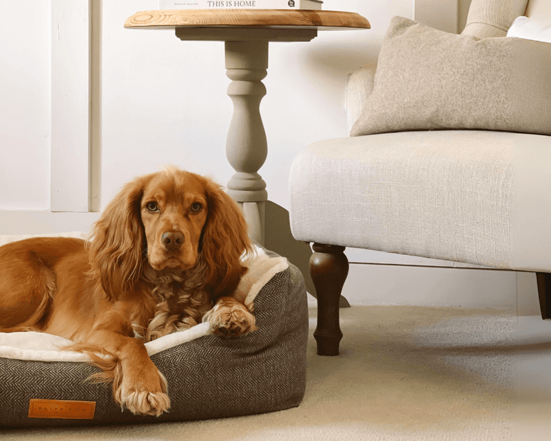 THE LINCOLN | LUXURY TWEED BOLSTER DOG BED