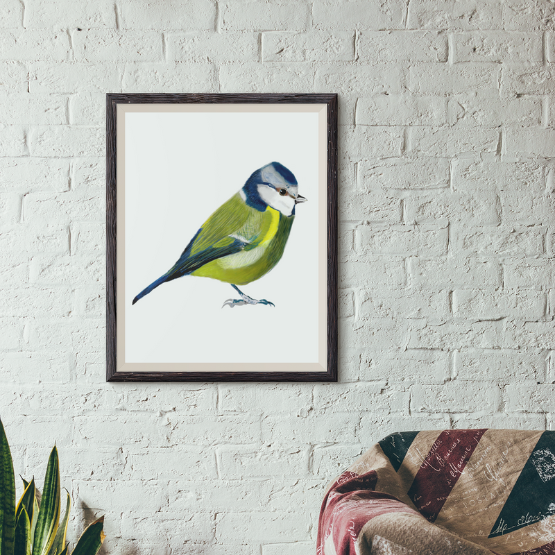 Blue Tit Fine Art Prints