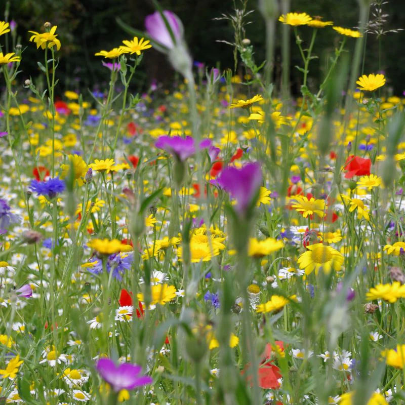 Meadowmania Native Cornfield Annuals Wildflower Seed Pouch