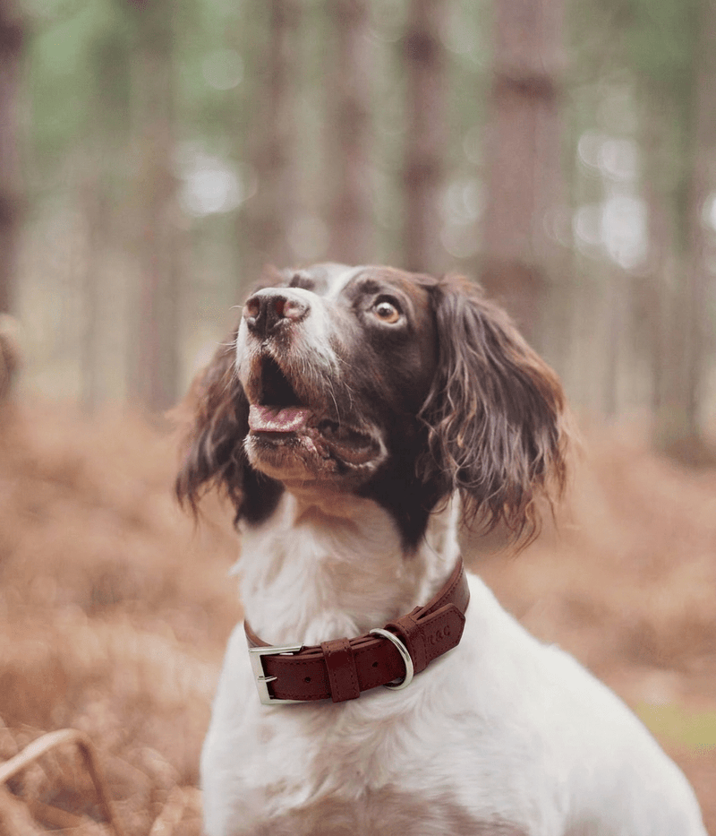 Oxblood Red Leather Dog Collar