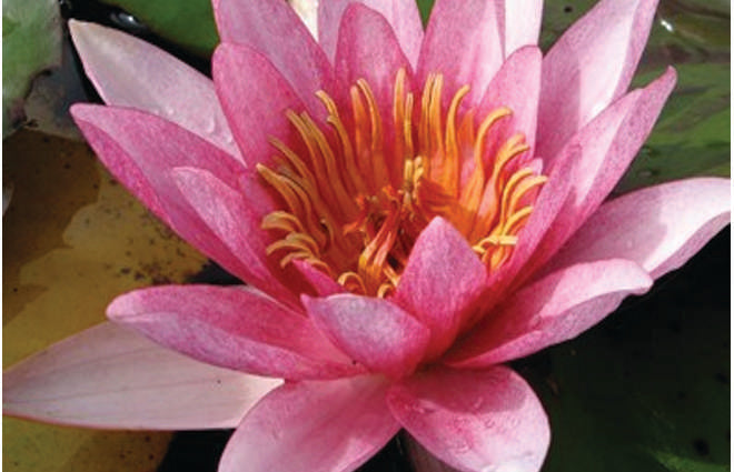 Sultan Water Lily - Pond Plants - LW24
