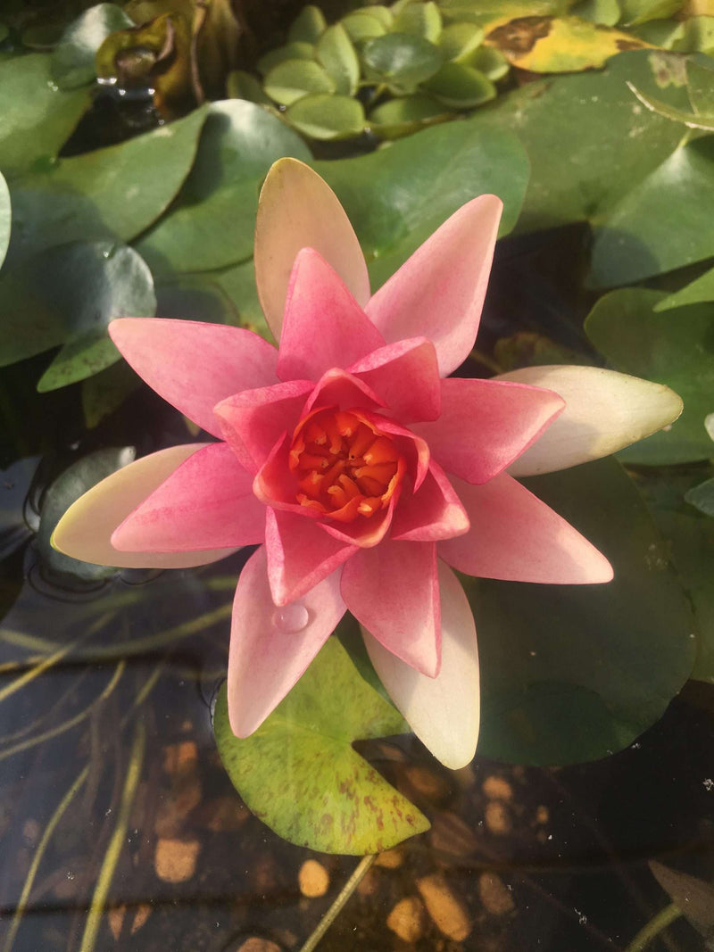 Solfatare Water Lily - Pond Plants - MW24